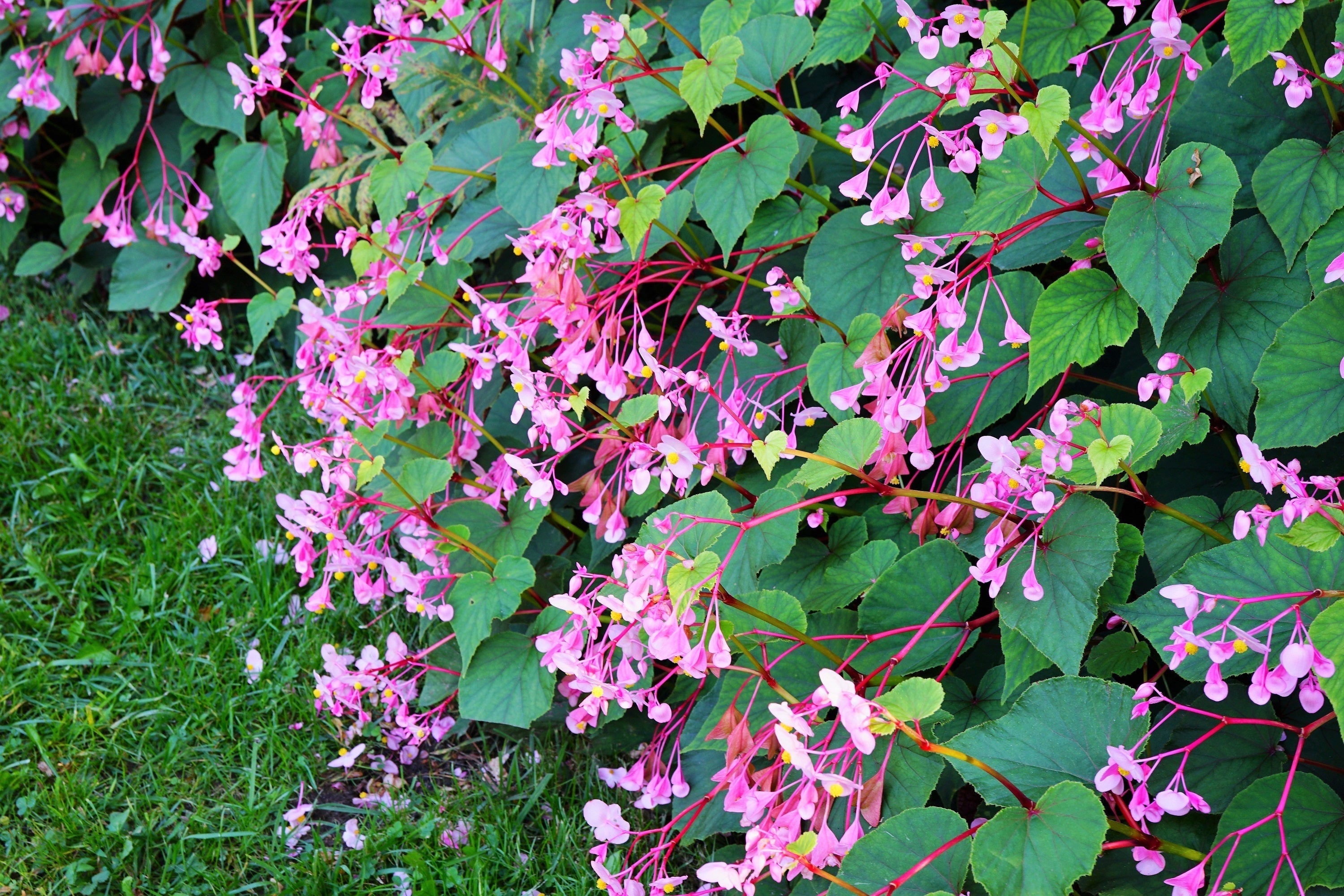 500 BULK HARDY BEGONIA Grandis Rose Pink Perennial Sun - Shade Flower Seeds