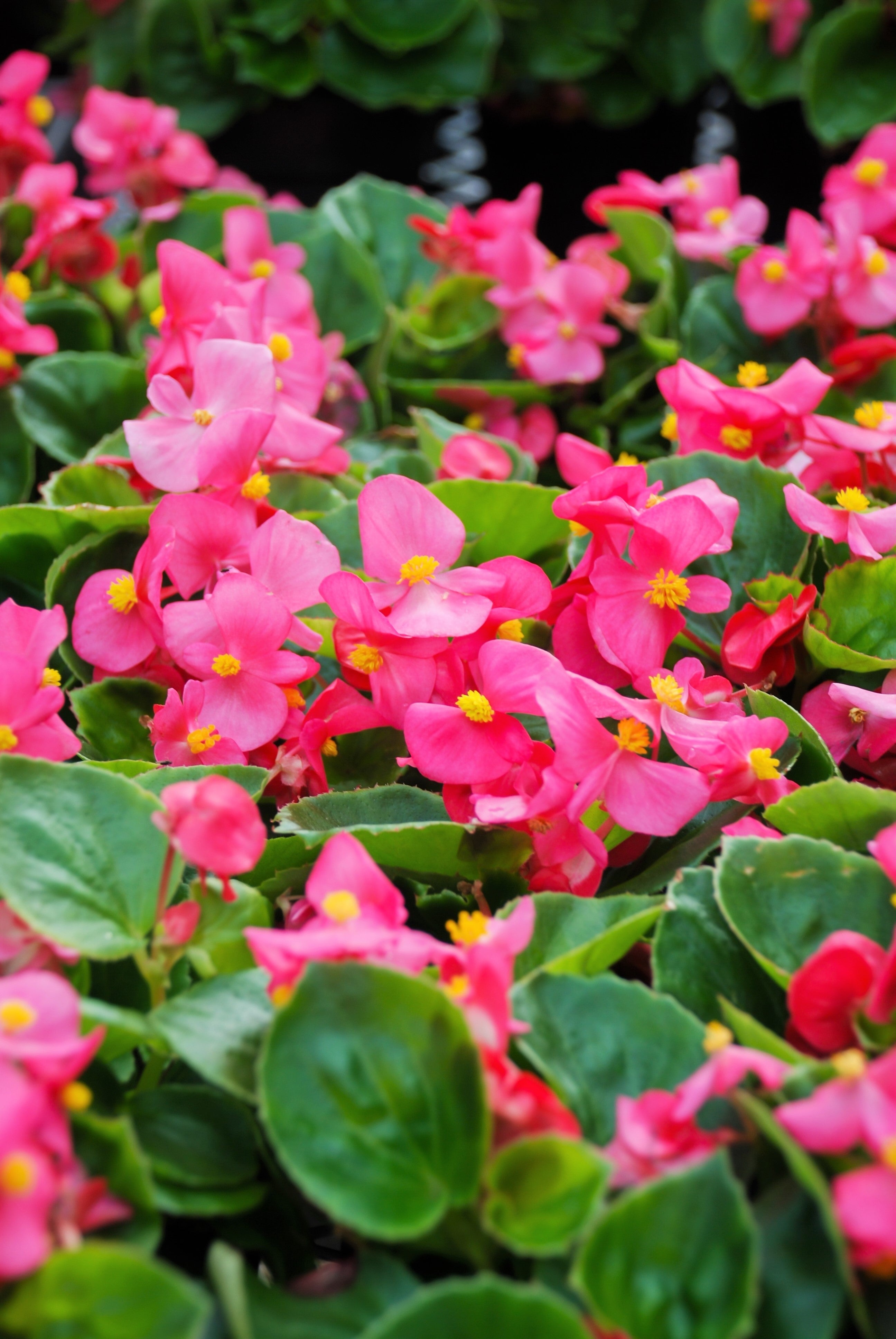 25 Rose PINK WAX BEGONIA Semperflorens Fibrous Shade Flower Seeds