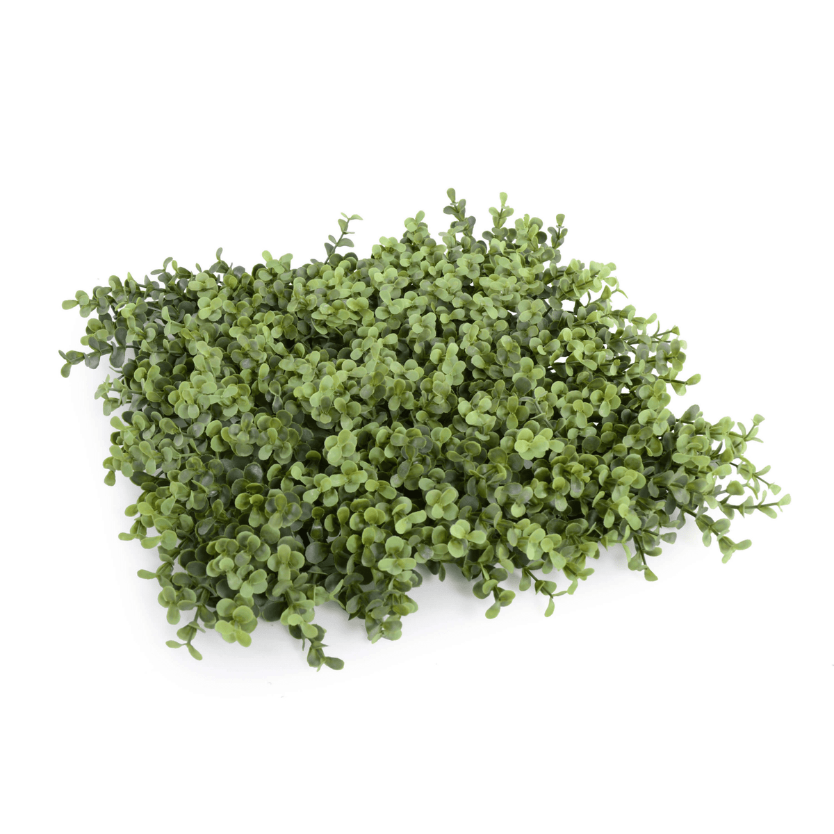 Sample Panel – Natural Boxwood Green Wall (Small Sample)
