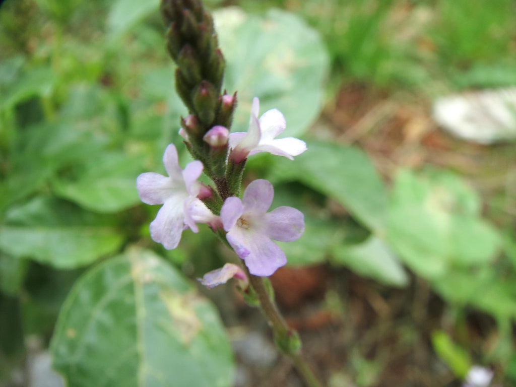 100 True Vervain Seeds - Verbena officinalis Seeds