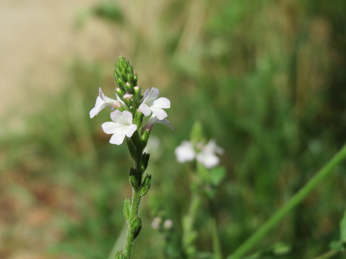 100 True Vervain Seeds - Verbena officinalis Seeds