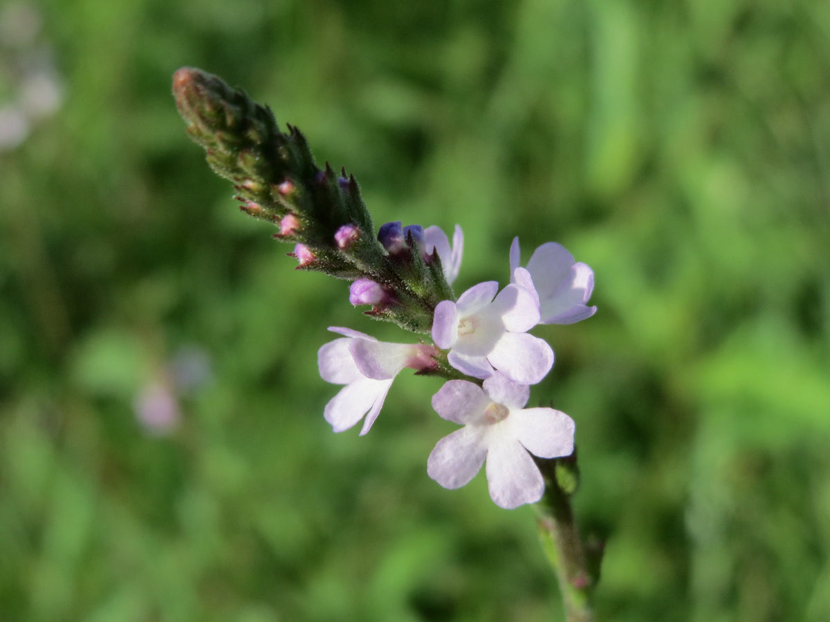 100 True Vervain Seeds - Verbena officinalis Seeds
