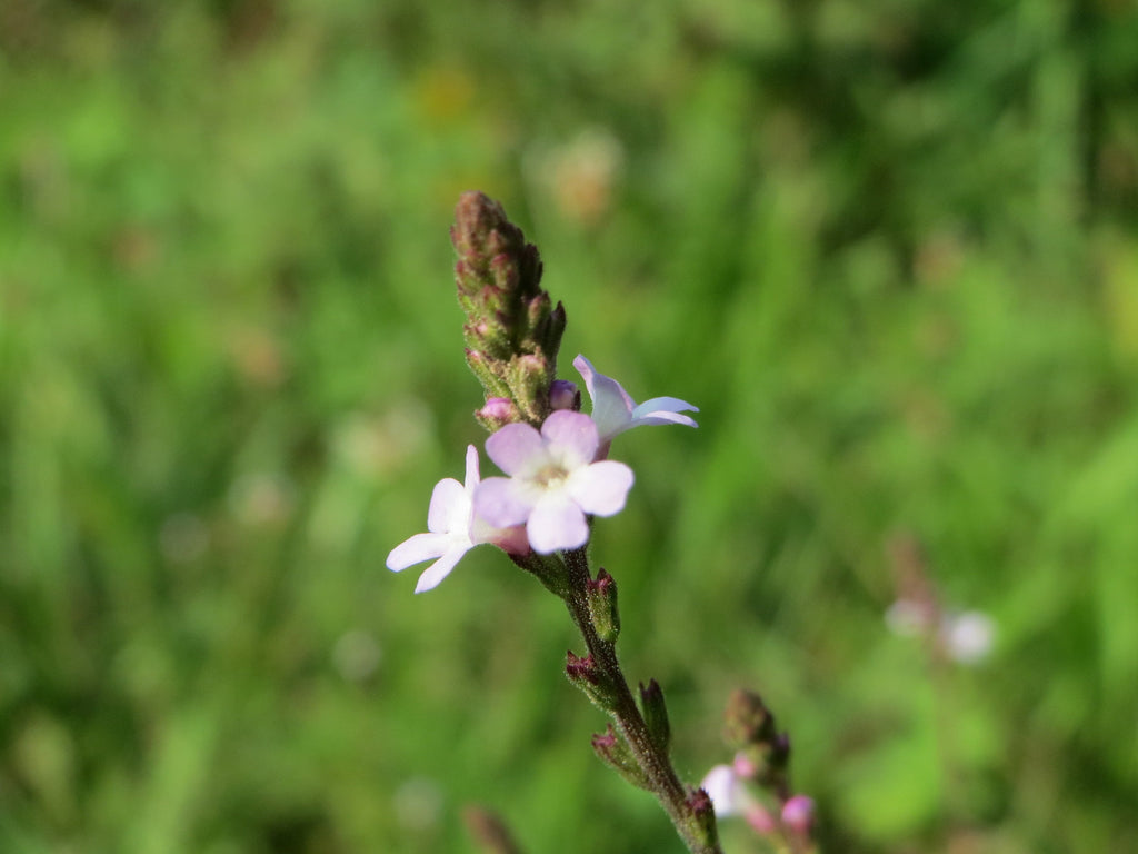 100 True Vervain Seeds - Verbena officinalis Seeds