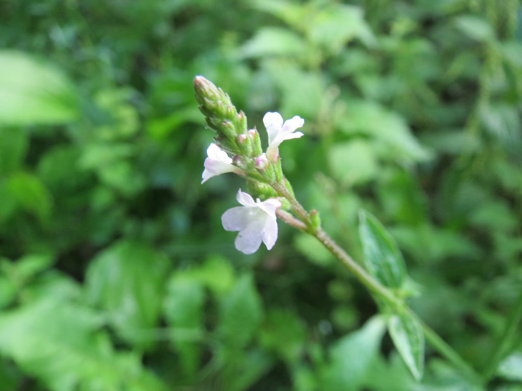 100 True Vervain Seeds - Verbena officinalis Seeds