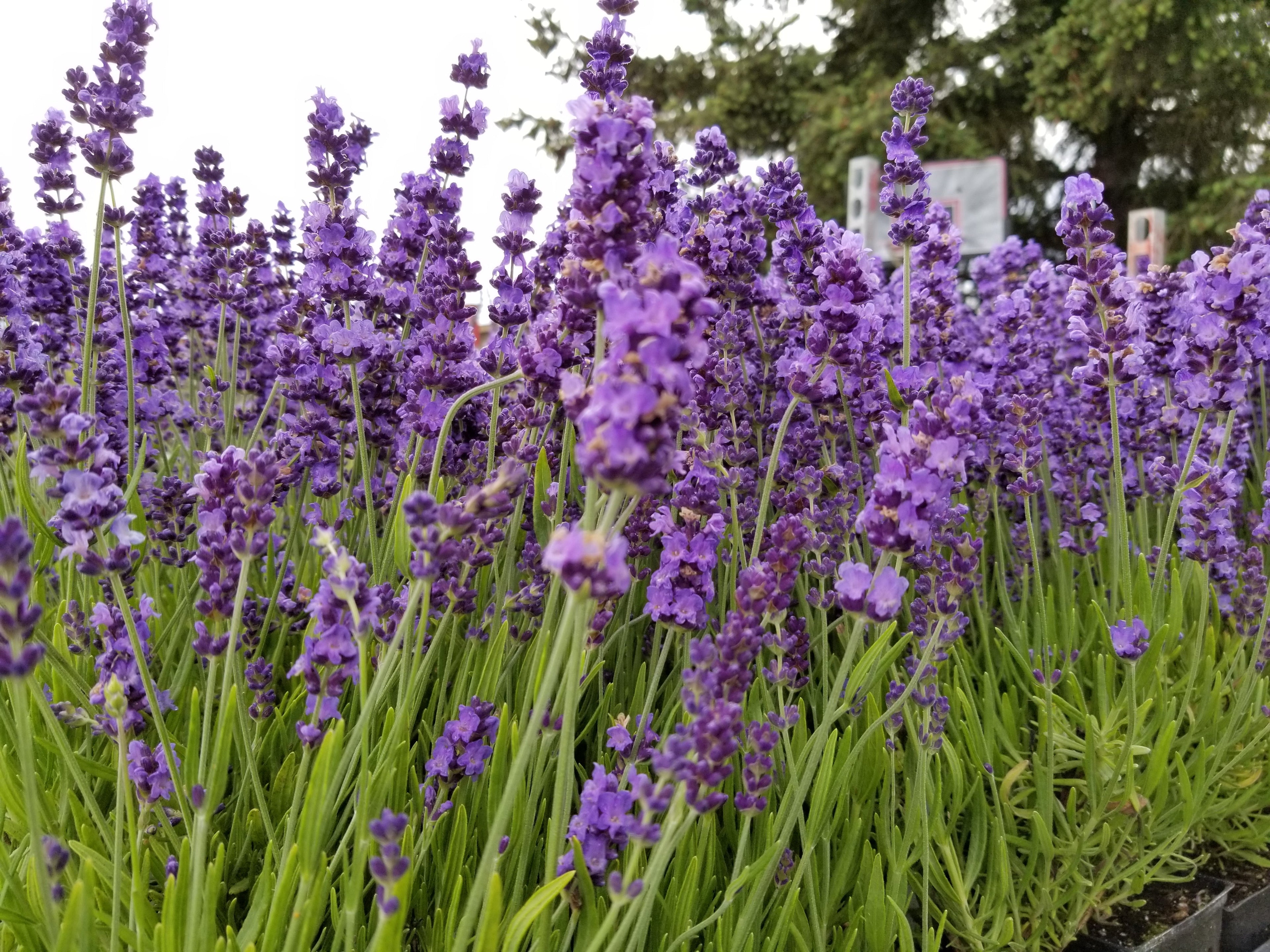 Live Hidcote Lavender Plant - Hardy Purple Flowering Herb Garden