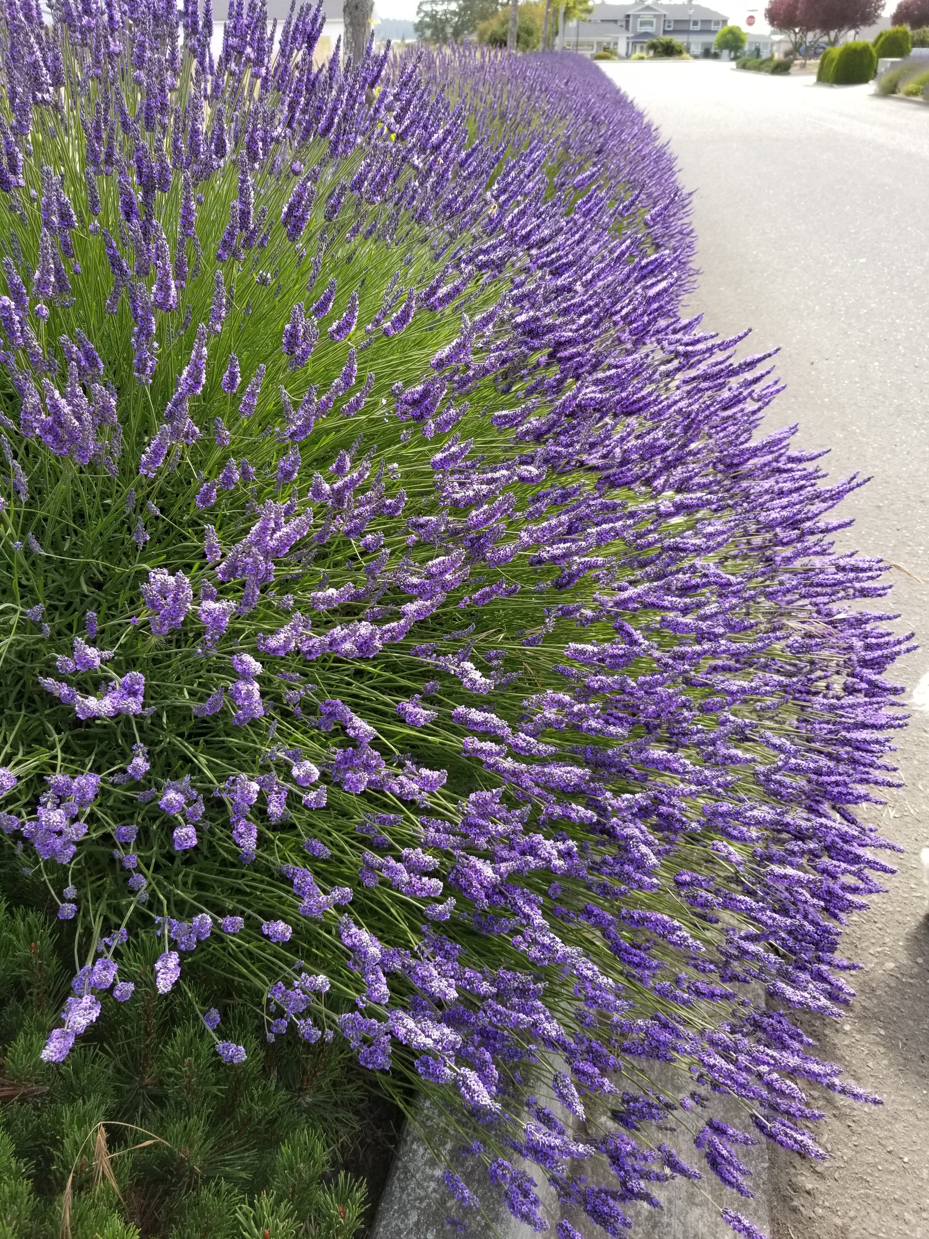 Grosso Lavender Plant Live 2.5QT Pot Herb Garden Aromatherapy