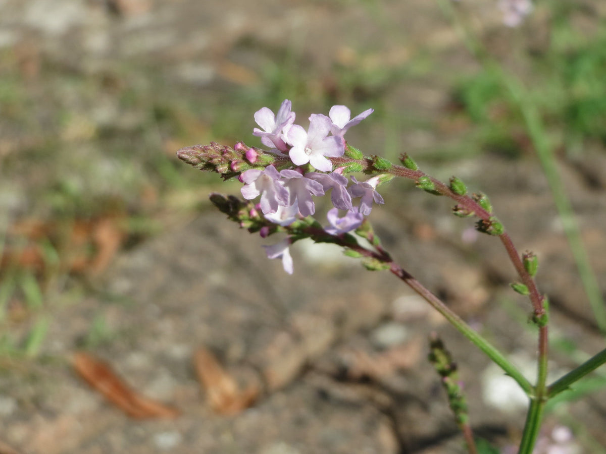 100 True Vervain Seeds - Verbena officinalis Seeds