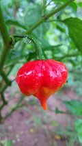Butch T Scorpion - Seeds