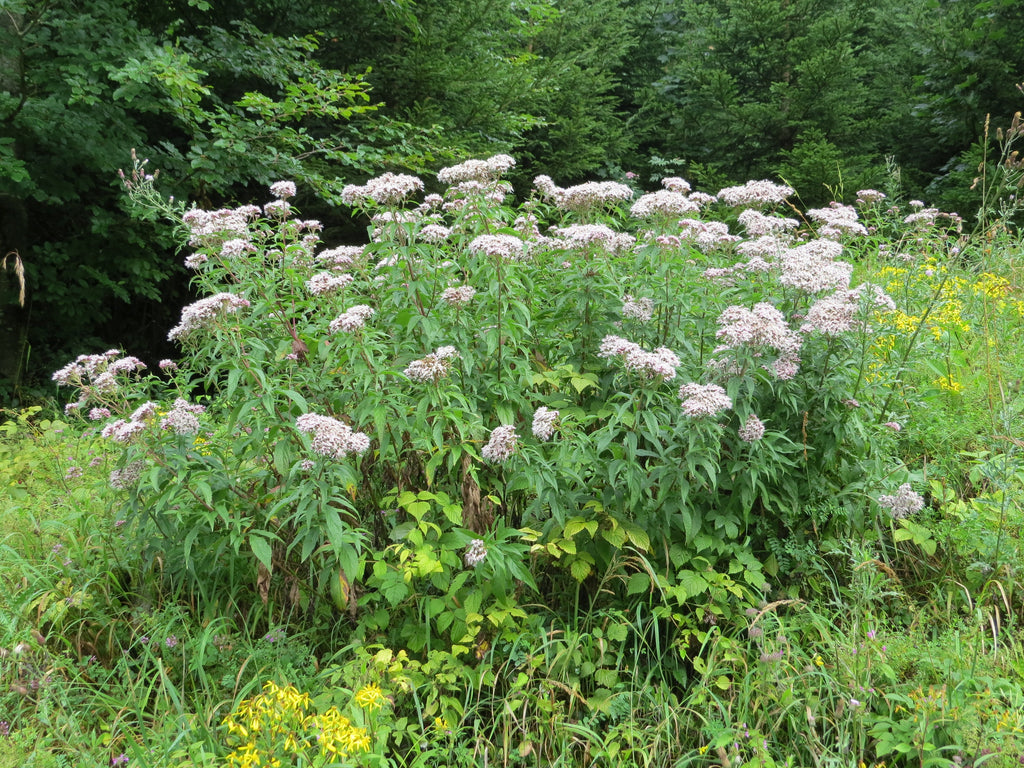 300 Common Boneset Seeds - Eupatorium perfoliatum - None-GMO Medicinal Herb