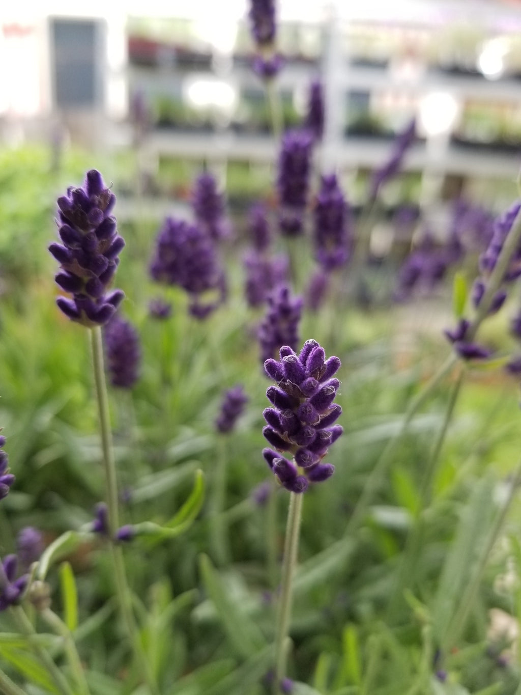 Live Hidcote Lavender Plant - Hardy Purple Flowering Herb Garden