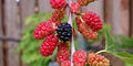 Bare Root Red Mulberry Tree – Morus rubra – Native Fruit Tree for Wildlife, Shade & Berries