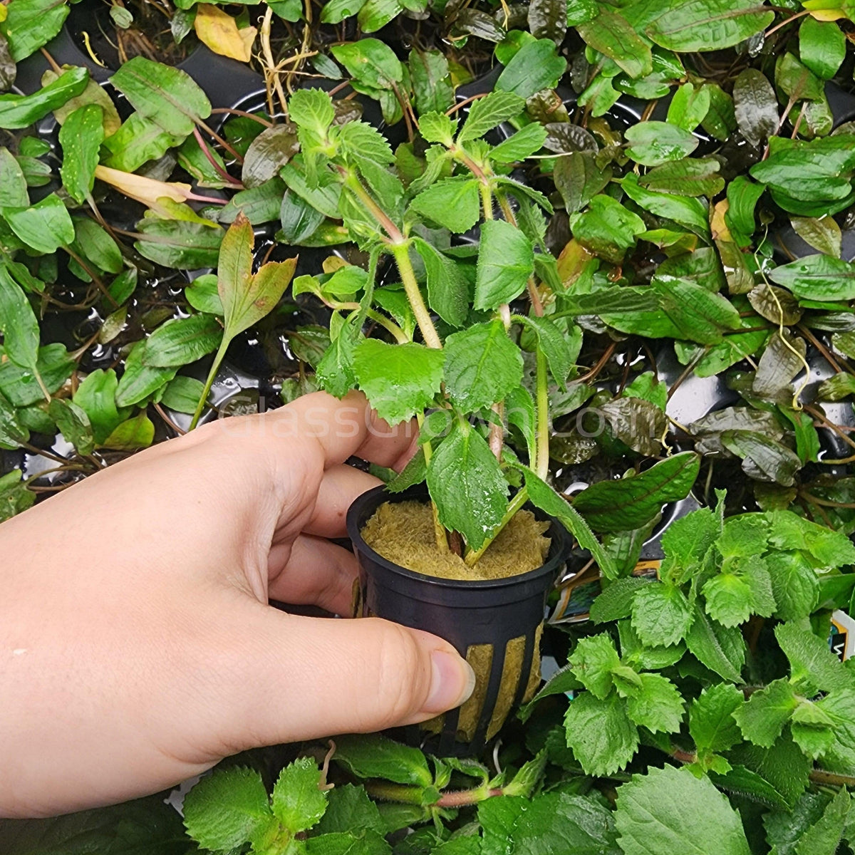 Bunch Water Wisteria (Hygrophila Difformis)