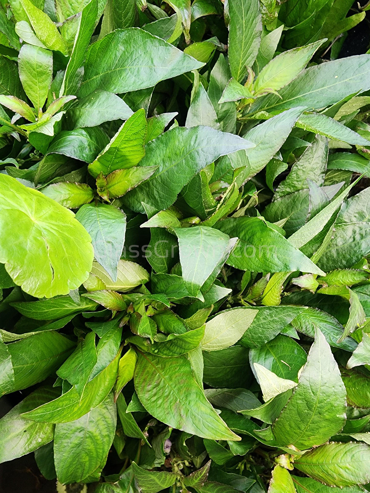 Bunch Temple Plant (Hygrophila Corymbosa)