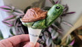 Turtle Plant Watering Spike