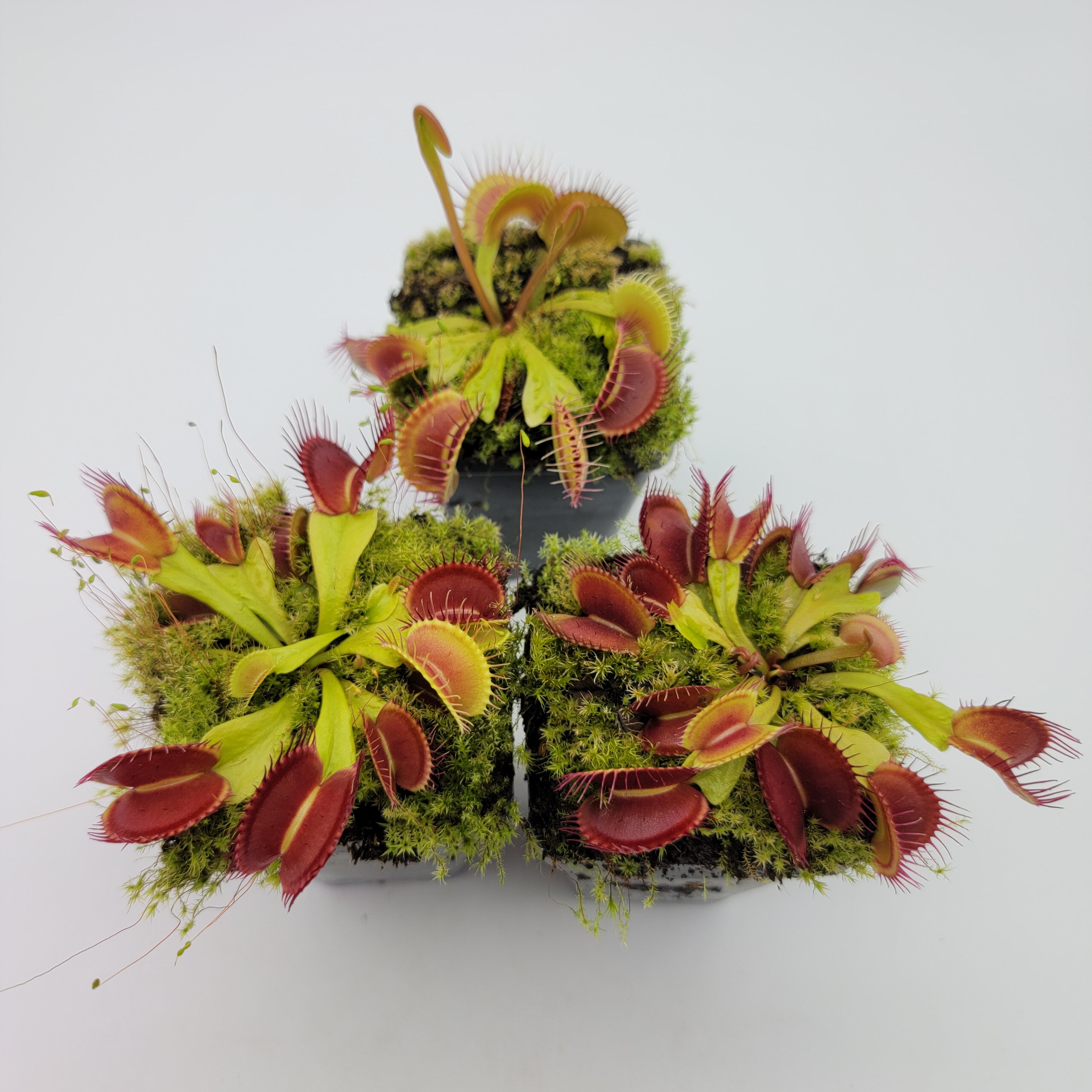 Venus flytrap (Dionaea muscipula) 'Schuppenstiel II' x 'Schuppenstiel II'