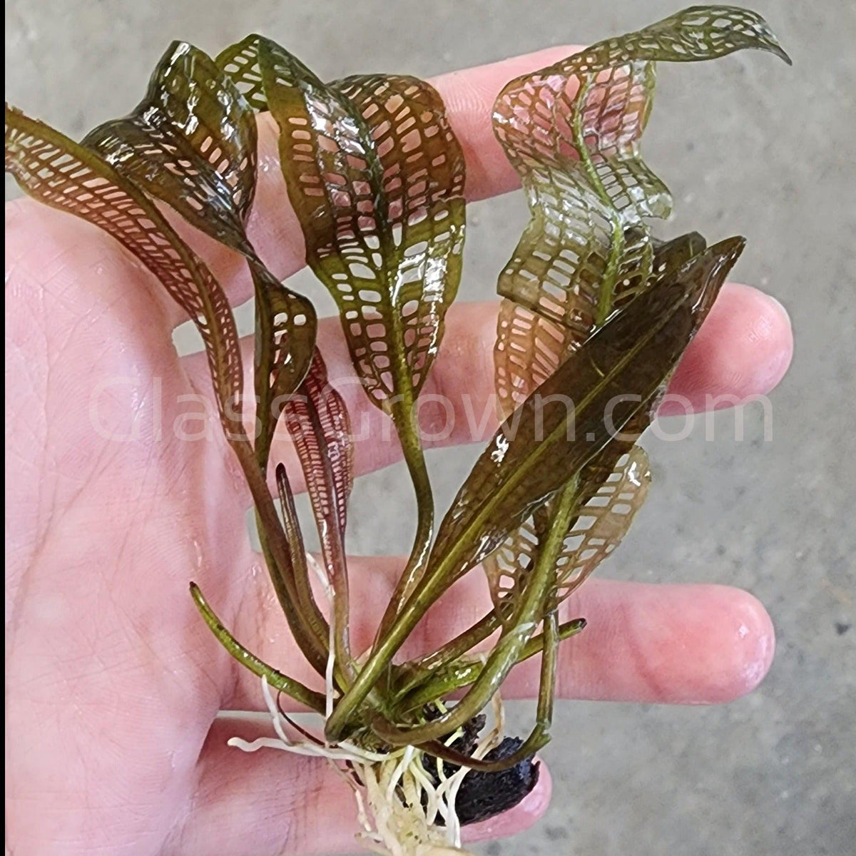 Madagascar Lace Bulb