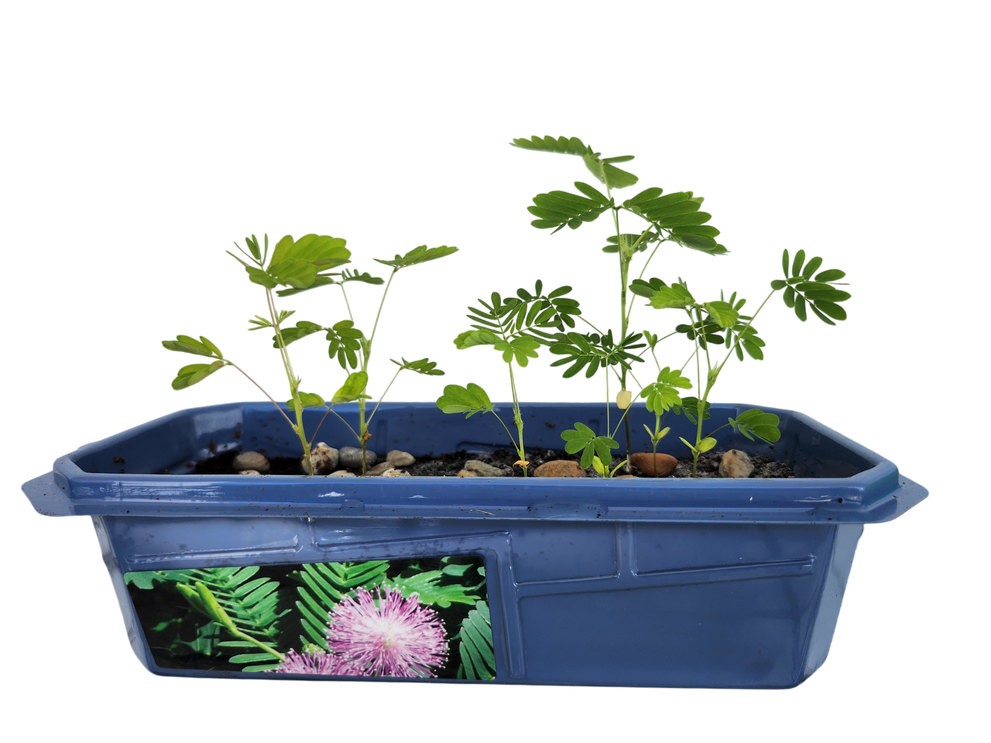 The Astounding Moving Plant Sprouter Terrarium