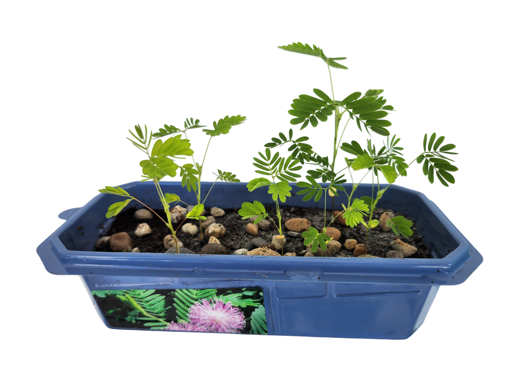 The Astounding Moving Plant Sprouter Terrarium