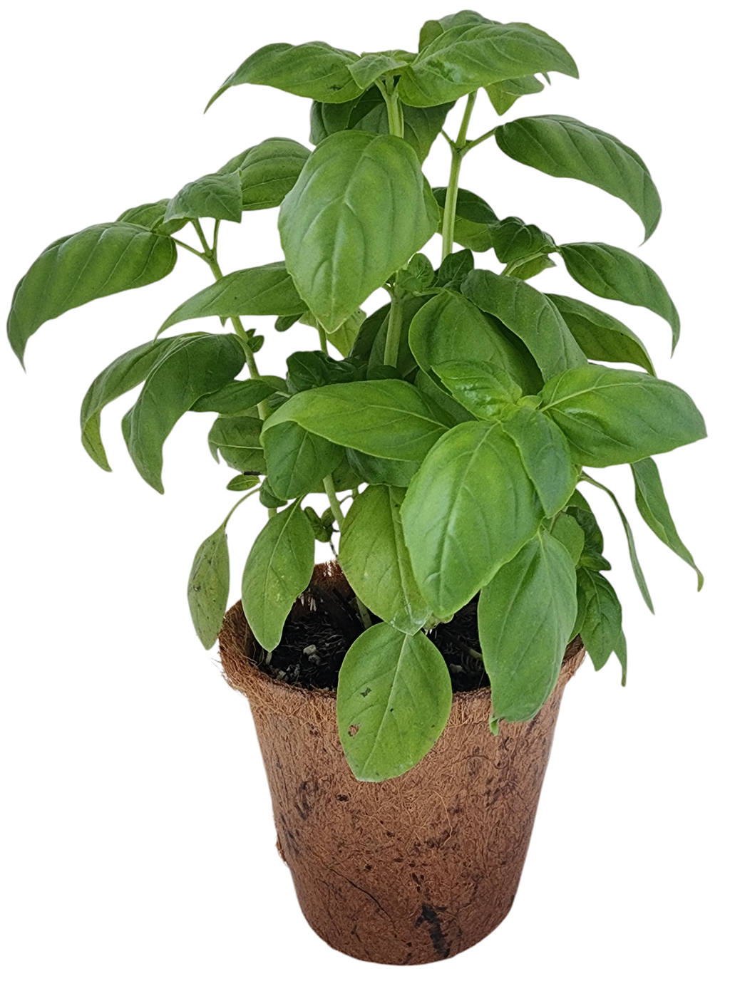 Plant-It-Starters 4 Variety Pack - 1 of Each