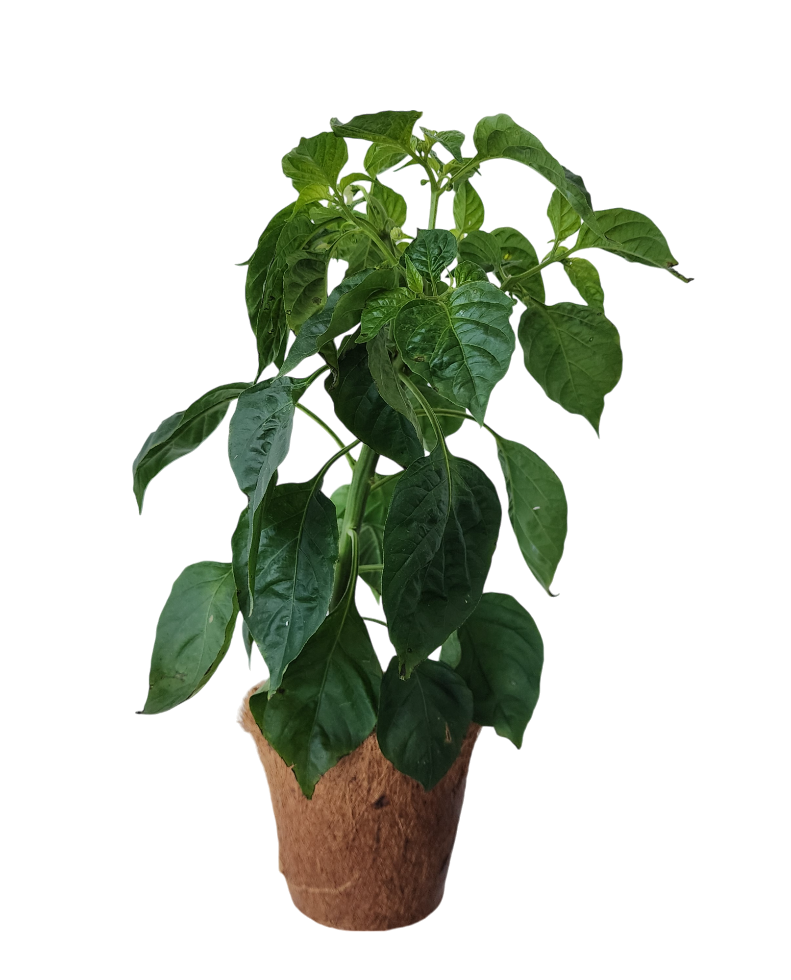Plant-It-Starters 4 Variety Pack - 1 of Each