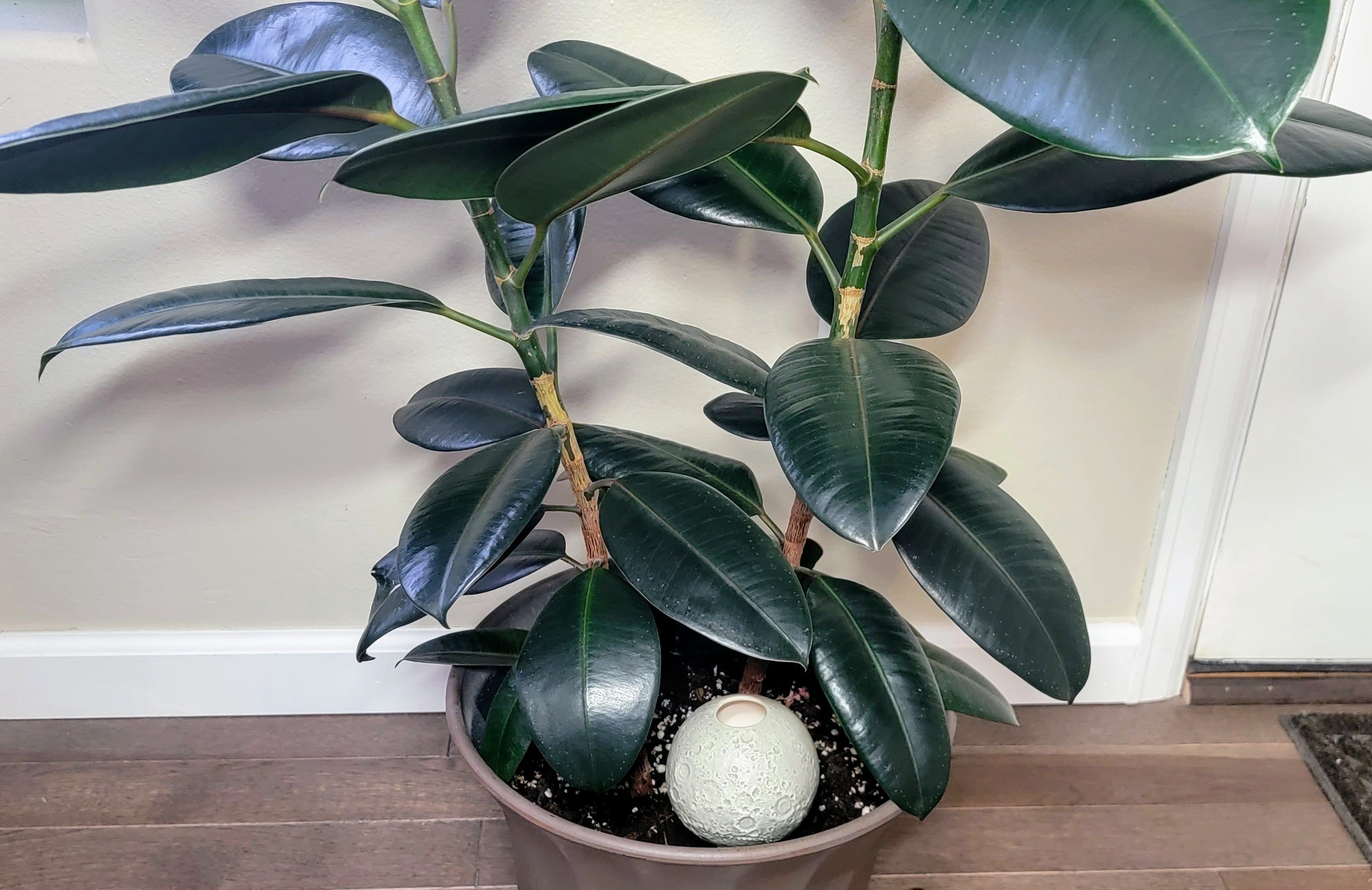 Moon Plant Watering Spike