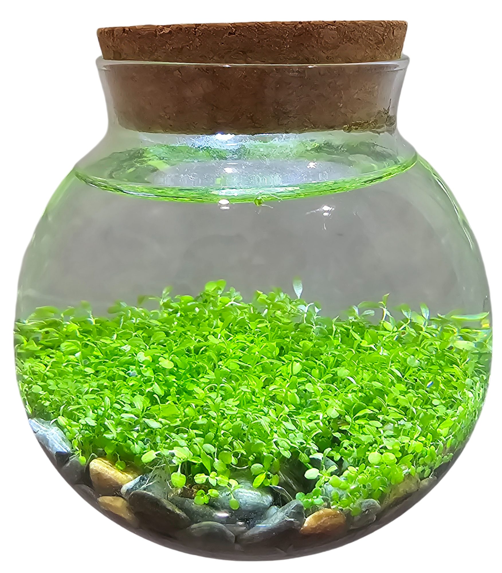 WaterPlants- Grow Lush Aquatic Plants from Seed! Thrives With Minimal Care