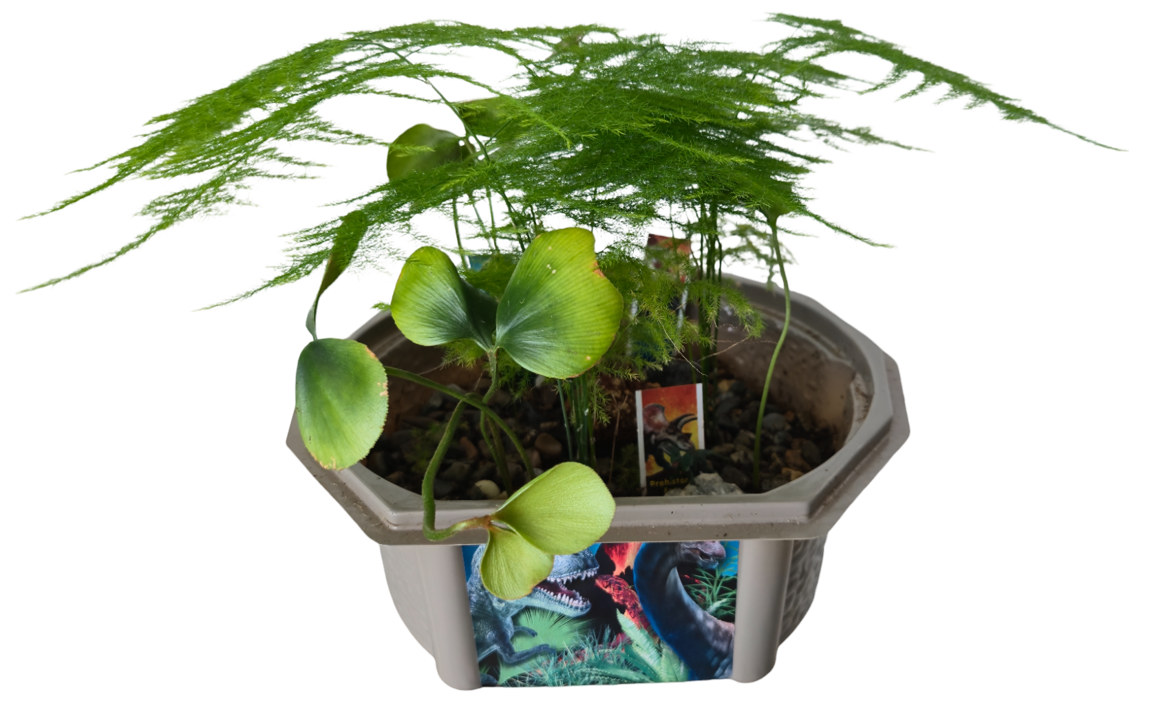 Dinosaur Domain Biosphere Terrarium