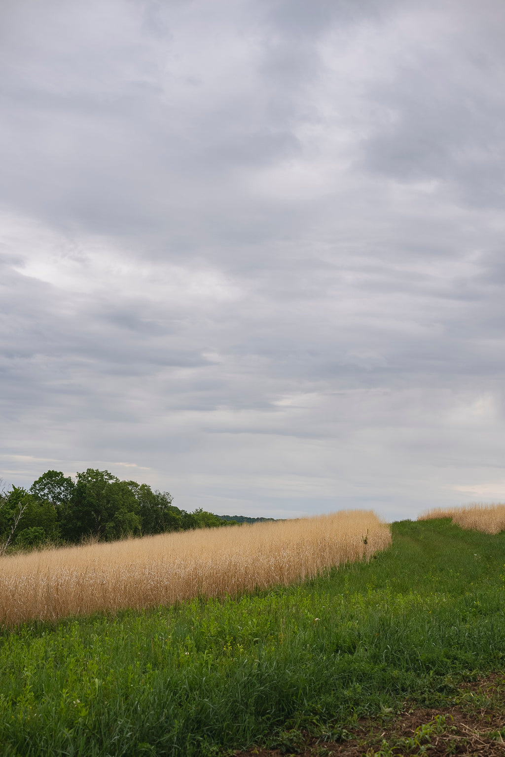 RC Sundance Switchgrass Habitat Seed
