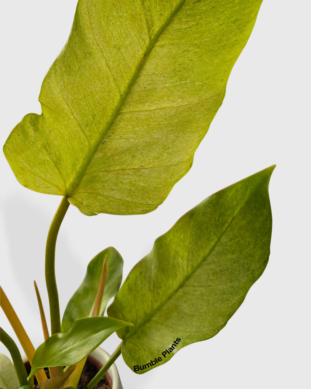 Philodendron Snowdrift