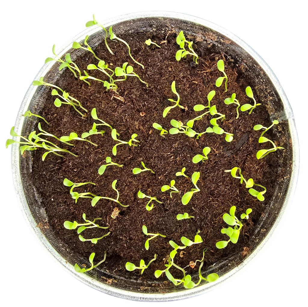 Pot O' Good Luck - Grow Your Own Shamrocks Multipack of 3