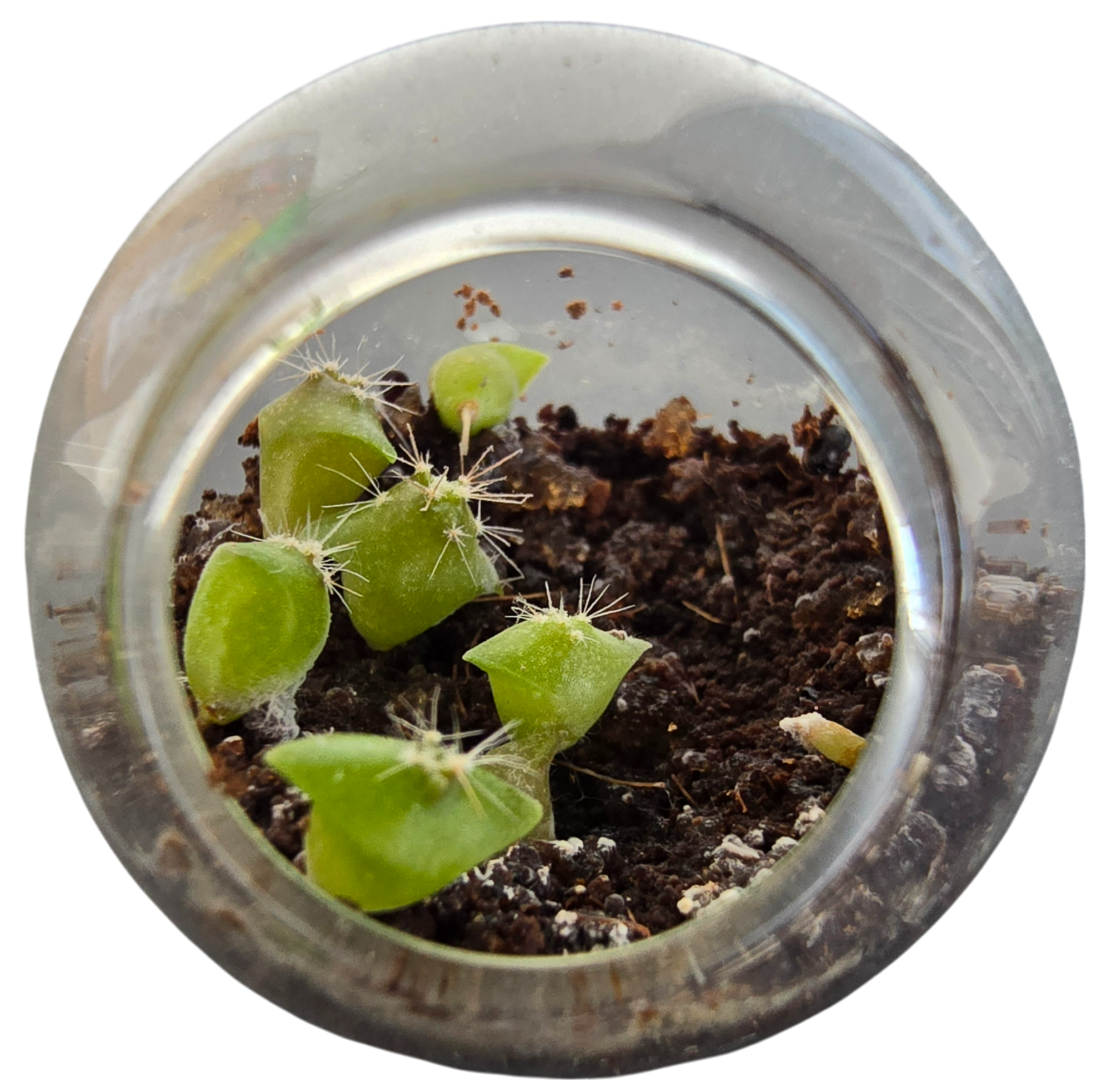 Flowering Cacti Tiny Terrariums Bundle - 2 each of 3 Varieties