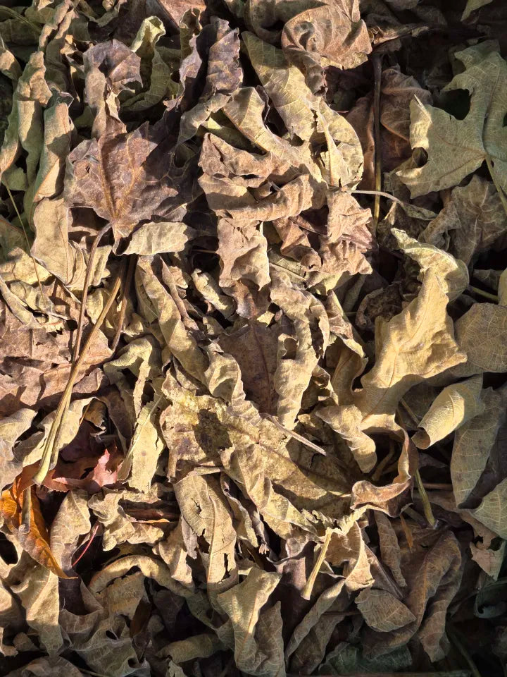 Forest Floor Leaf Litter (3 Sizes!)