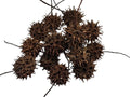 Sweetgum Ball Isopod Hides – Natural Terrarium Decor (Pod Pack)