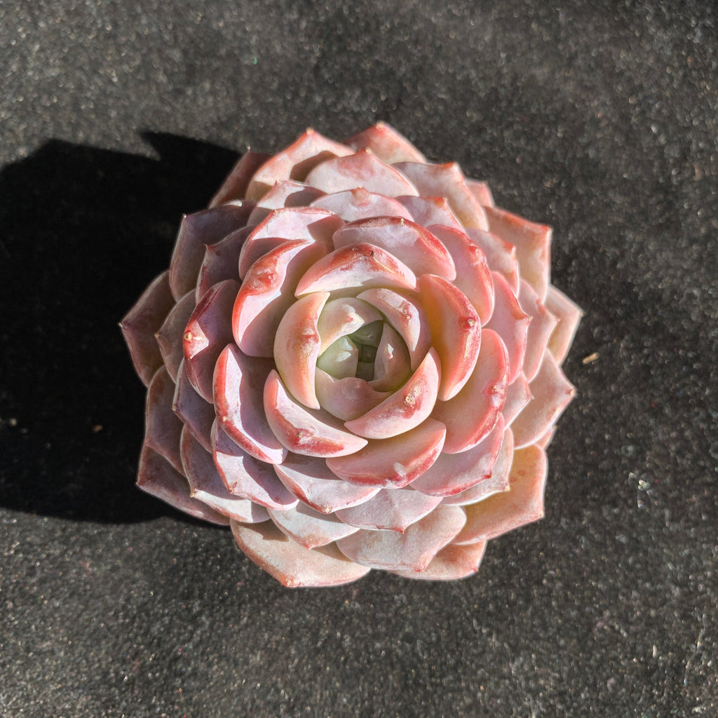 Premium Succulents - Echeveria 'Grace' - Boutique Plants Gifts - 2"-2.5" in Diameter Established Plant