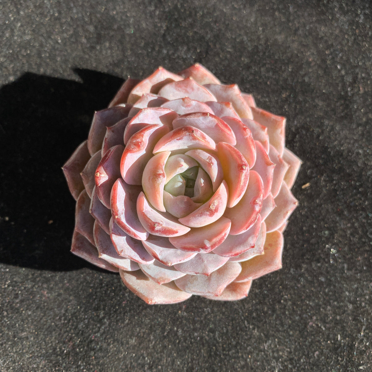 Boutique Plants Gifts - Echeveria 'Little Beauty' Premium Succulents - 2"-2.5" in Diameter Established Plant