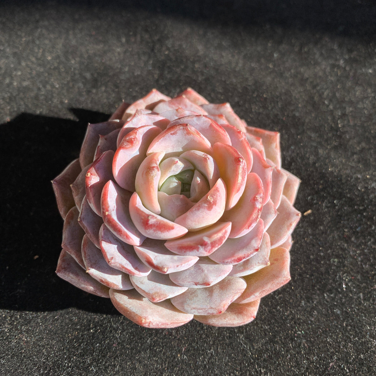 Boutique Plants Gifts - Echeveria 'Little Beauty' Premium Succulents - 2"-2.5" in Diameter Established Plant