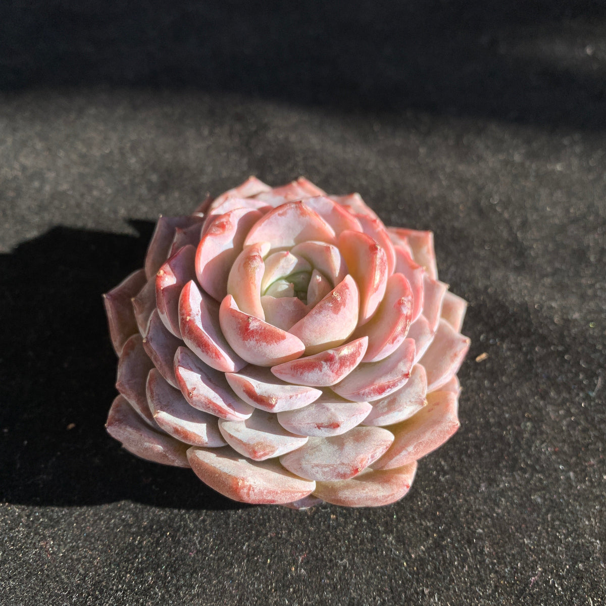 Premium Succulents - Echeveria 'Grace' - Boutique Plants Gifts - 2"-2.5" in Diameter Established Plant
