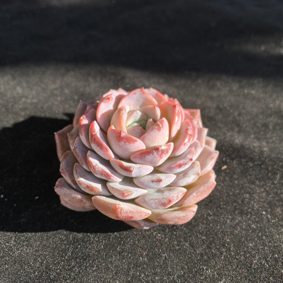 Boutique Plants Gifts - Echeveria 'Little Beauty' Premium Succulents - 2"-2.5" in Diameter Established Plant