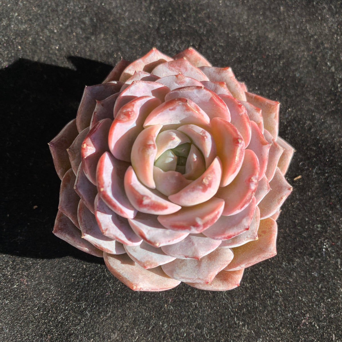 Boutique Plants Gifts - Echeveria 'Little Beauty' Premium Succulents - 2"-2.5" in Diameter Established Plant