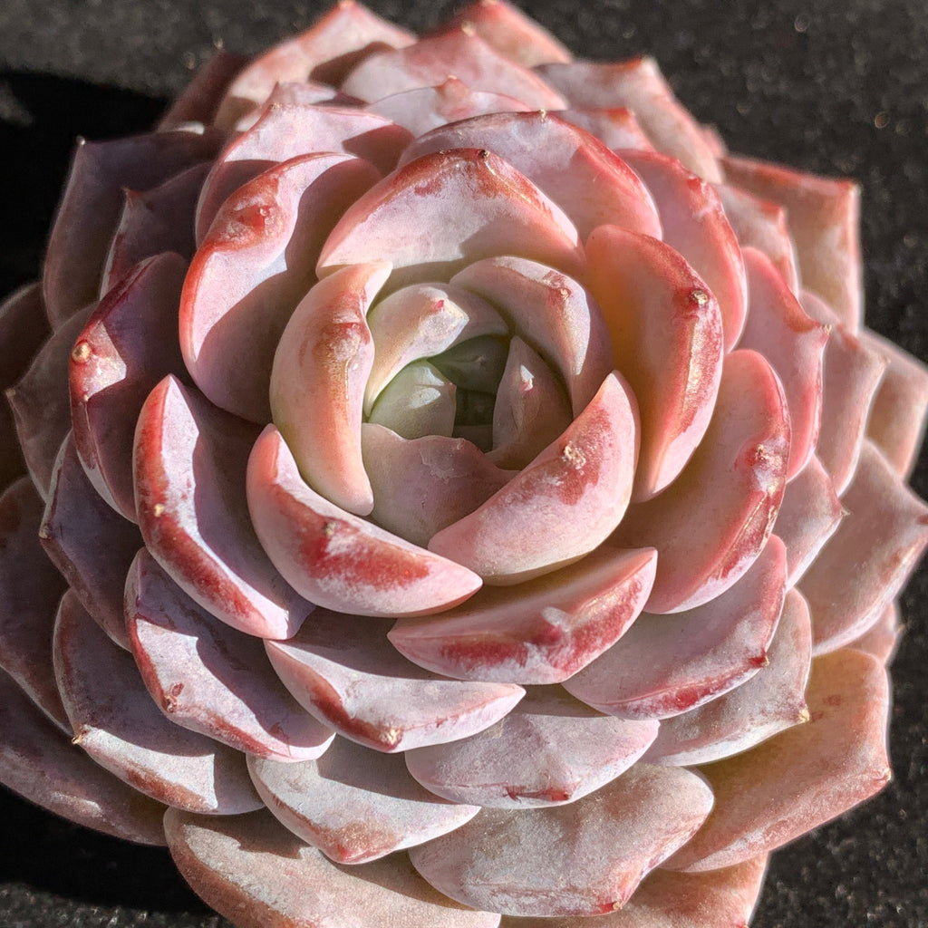 Premium Succulents - Echeveria 'Grace' - Boutique Plants Gifts - 2"-2.5" in Diameter Established Plant