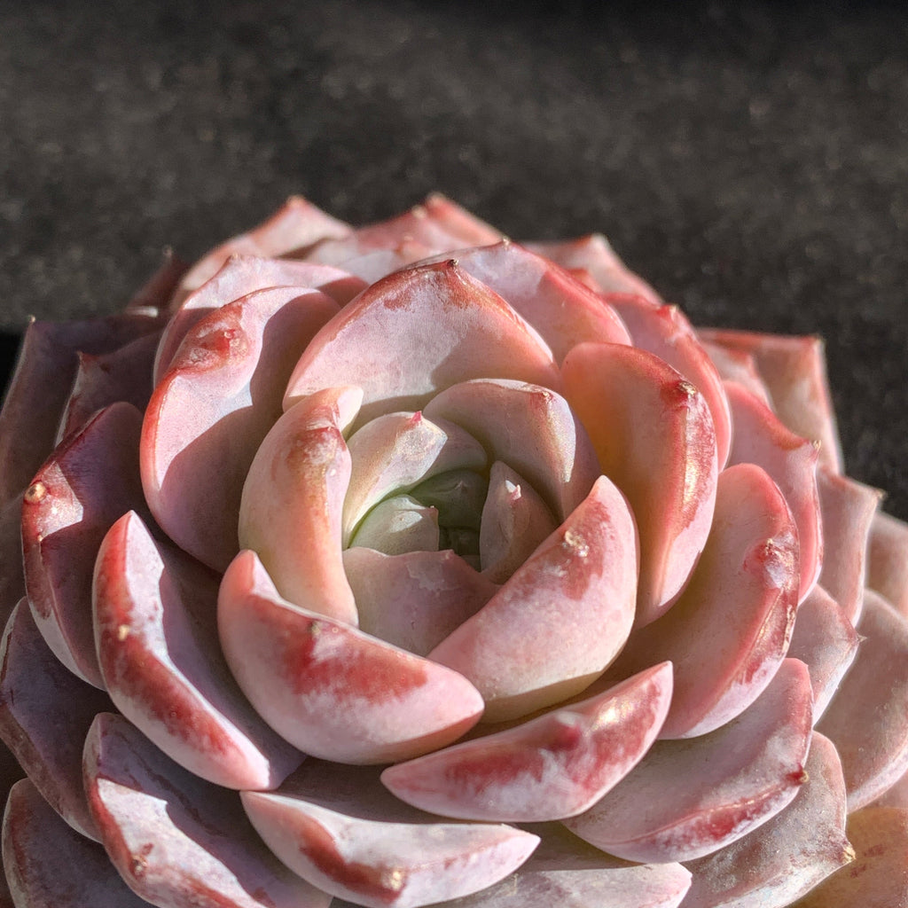 Boutique Plants Gifts - Echeveria 'Little Beauty' Premium Succulents - 2"-2.5" in Diameter Established Plant
