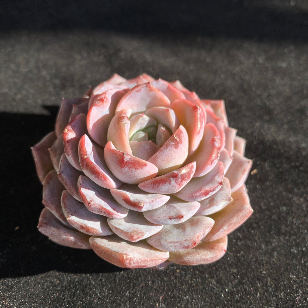 Boutique Plants Gifts - Echeveria 'Little Beauty' Premium Succulents - 2"-2.5" in Diameter Established Plant
