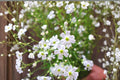 Baby's Breath Seeds 300mg Gypsophila elegans Covent Garden White Annual Flower for Gardens & Bouquets
