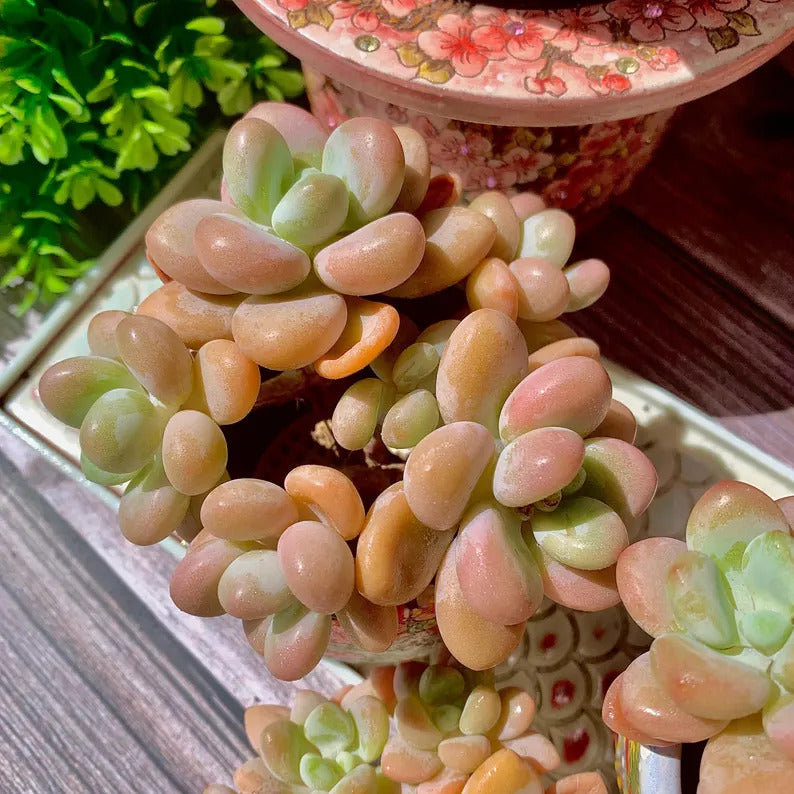 [Mother's Day Gift] Popular Charming Compact Succulent Shrublet - ×Graptosedum 'Miul' - Drought-tolerant Plant Perfect For Potted, Hanging Baskets,  and Rock Gardens