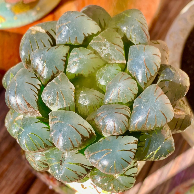 [Mother's Day Gift] Unique Ice-covered Texture Fleshy Plant - Haworthia Cooperi 'Ice Lantern' - Glassy Texture Leaves Live Window Plant