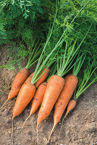3,000 Chantenay Red Cored Carrot Seeds