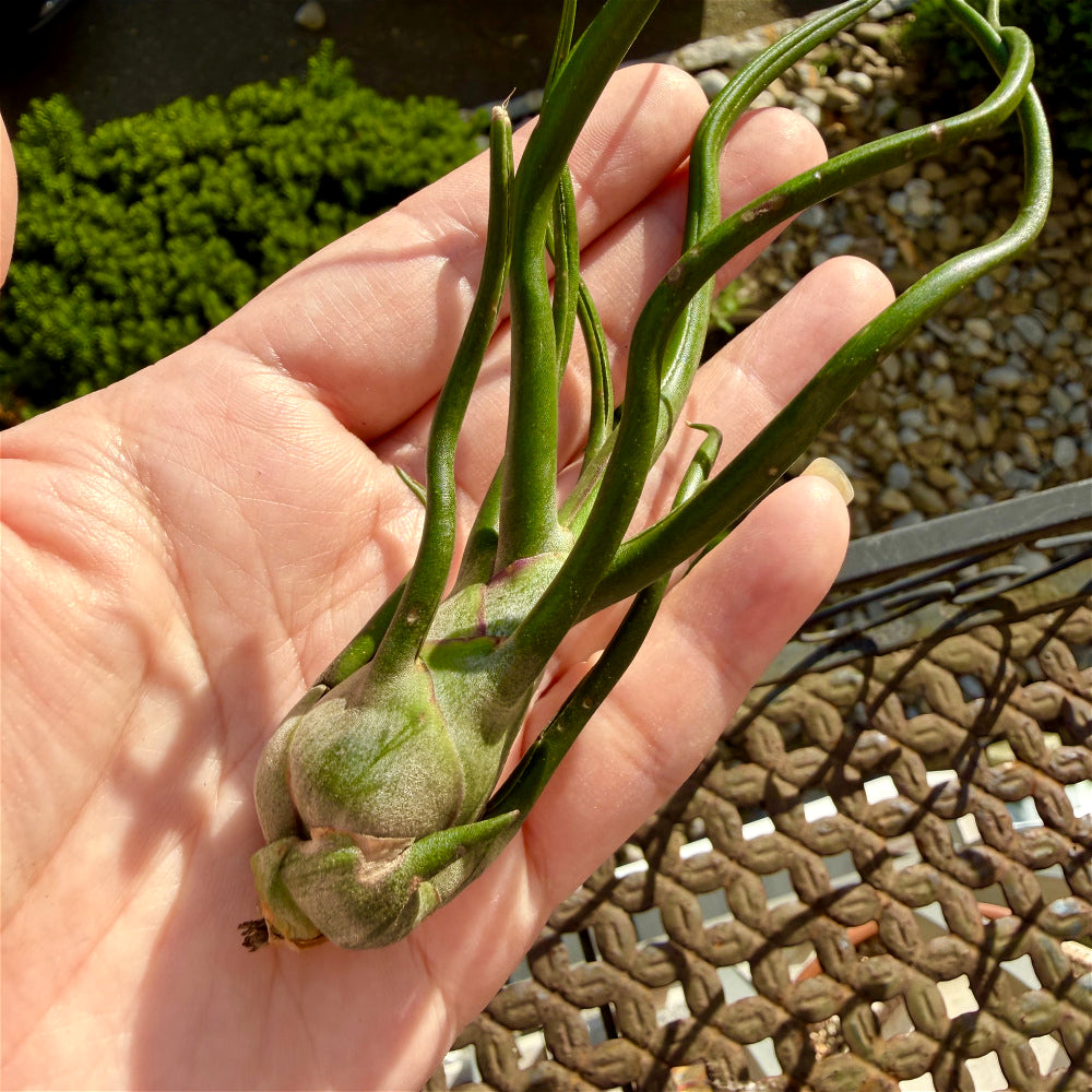 Tillandsia Bulbosa - Optional With Photo Frame