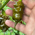 Trinidad Viper Mustard - Seeds