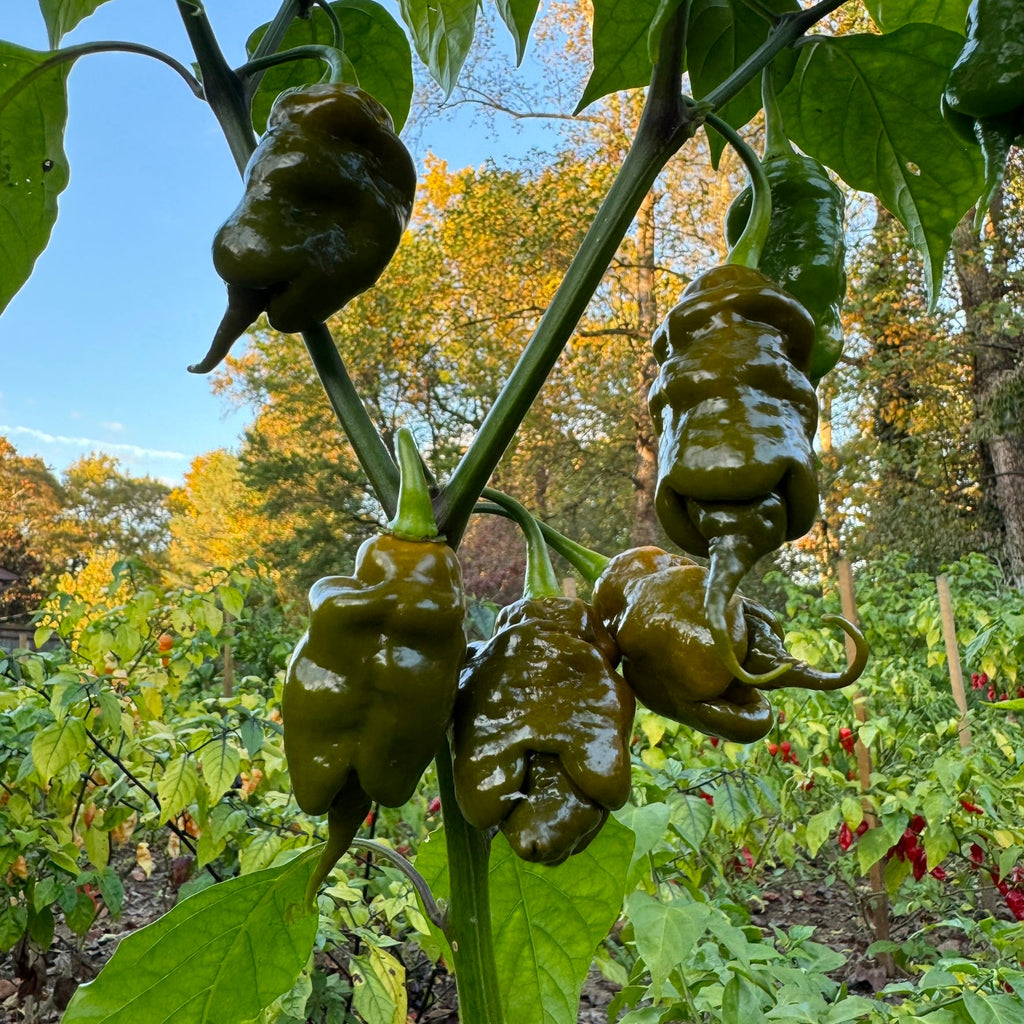 Trinidad Viper Mustard - Seeds