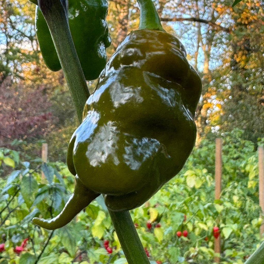 Trinidad Viper Mustard - Seeds